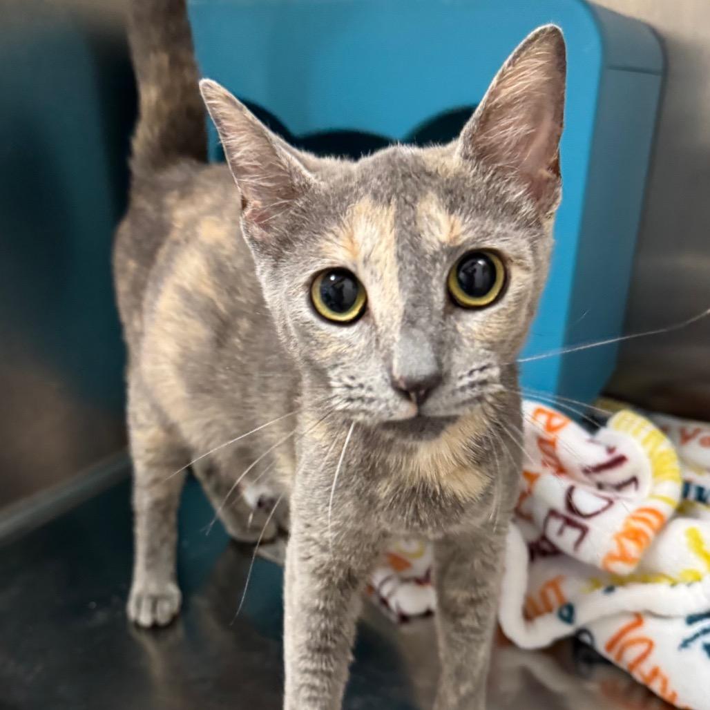 Enlarge Emma, a Adoptable American Shorthair in Arden, NC image 4/6