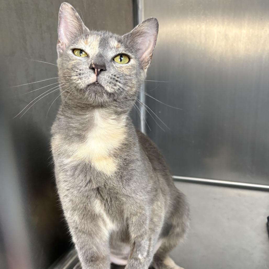 Enlarge Emma, a Adoptable American Shorthair in Arden, NC image 5/6