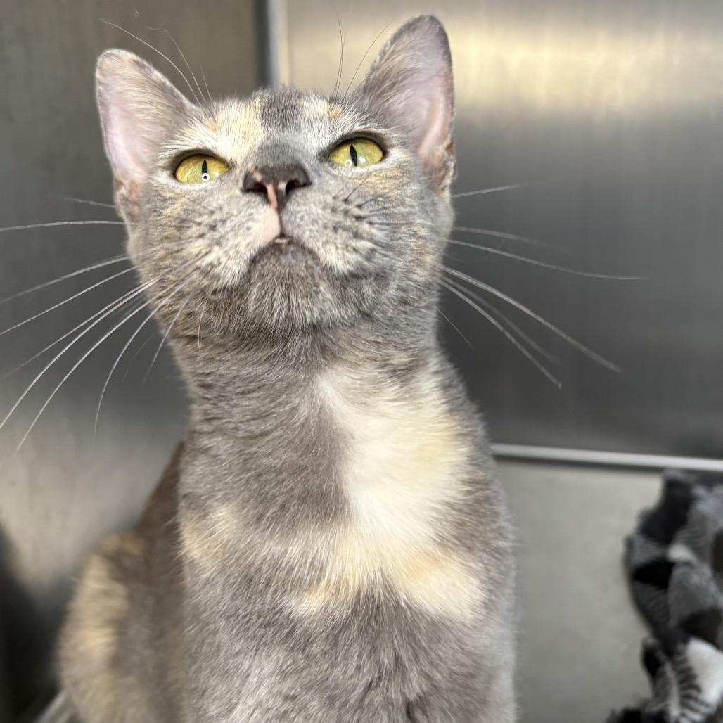 Enlarge Emma, a Adoptable American Shorthair in Arden, NC image 6/6