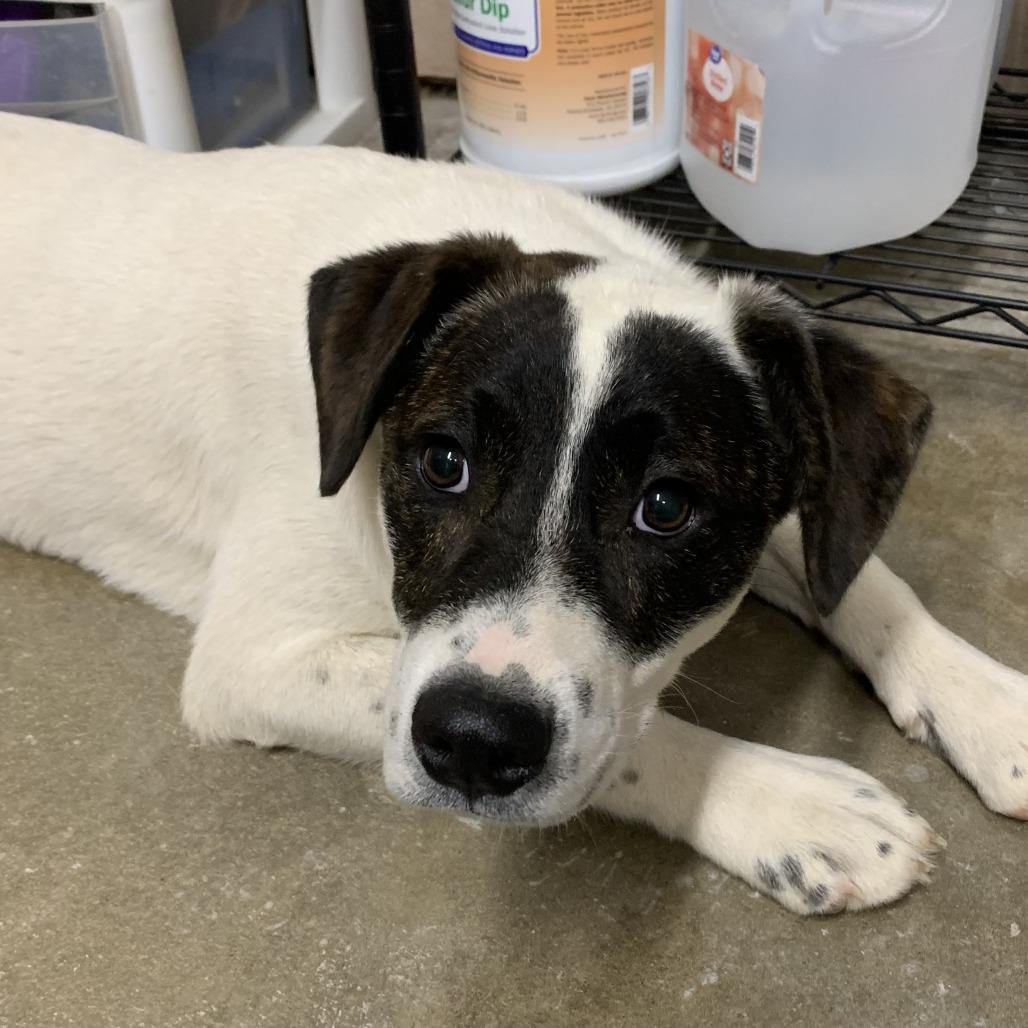 Pinecone Pax, Adoptable, Young Male Cattle Dog & Mixed Breed.