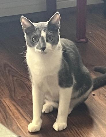 Primrose, Adoptable, Kitten Female Domestic Short Hair.