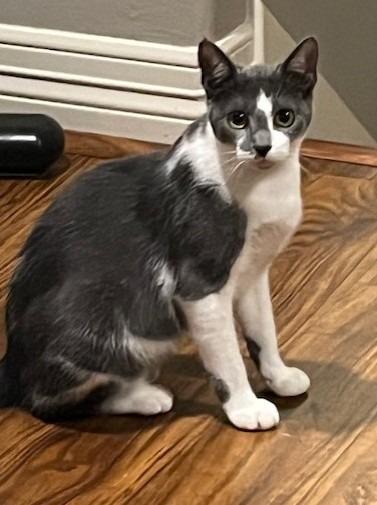 Enlarge Primrose, a Adoptable mixed breed in Magnolia, TX image 2/2