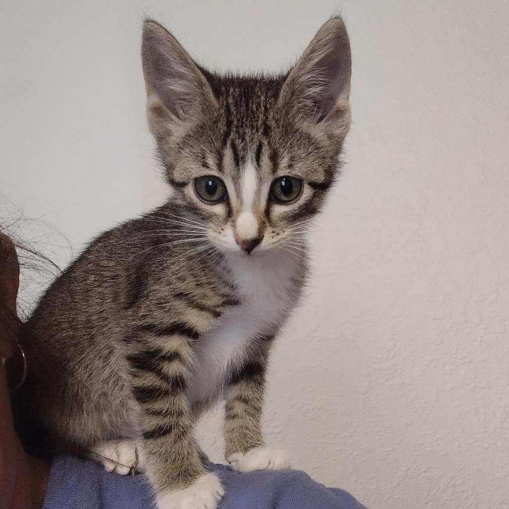 Empanada-C, Adoptable, Young Male Domestic Short Hair.