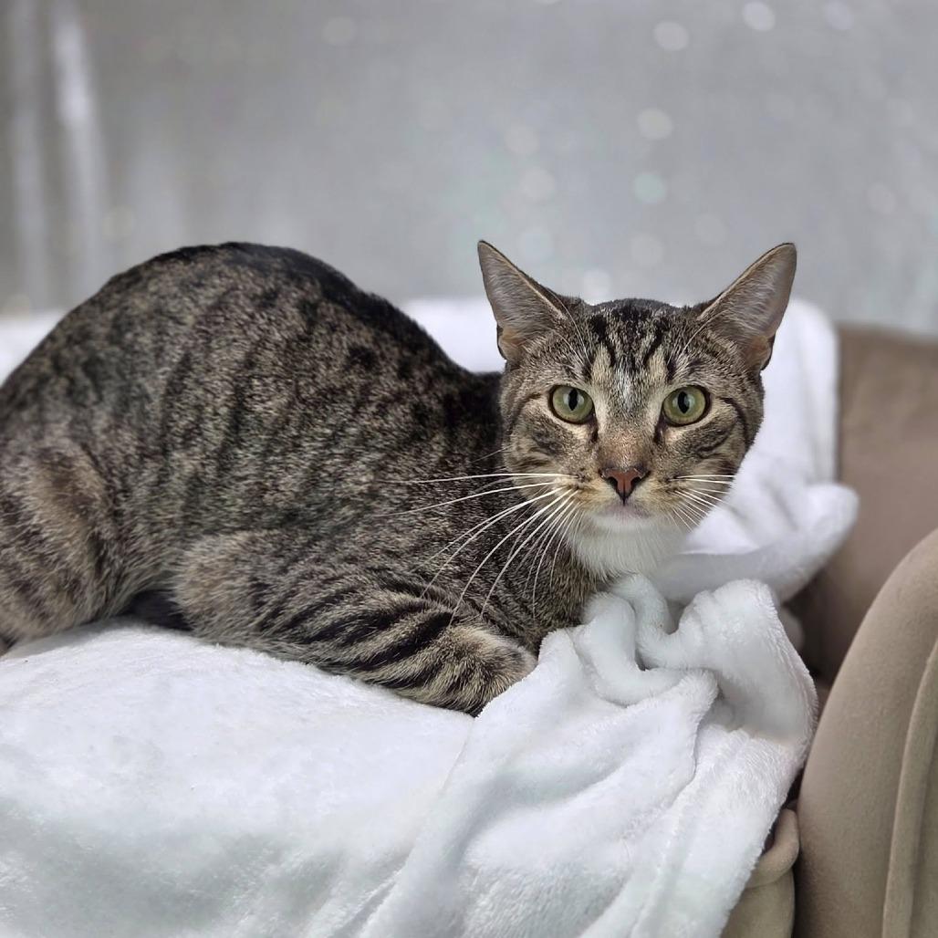 Empanada-C, a Adoptable Domestic Short Hair in East Saint Louis, IL image 2/5