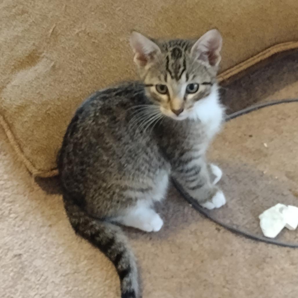 Enlarge Empanada-C, a Adoptable Domestic Short Hair in East Saint Louis, IL image 2/4