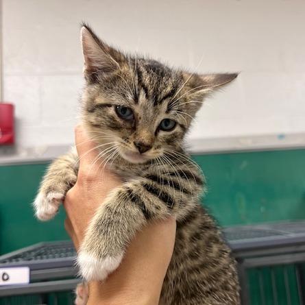 Enlarge Empanada-C, a Adoptable Domestic Short Hair in East Saint Louis, IL image 3/4