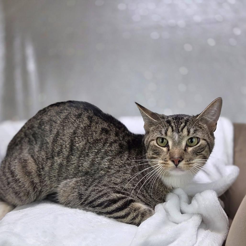Empanada-C, a Adoptable Domestic Short Hair in East Saint Louis, IL image 3/5