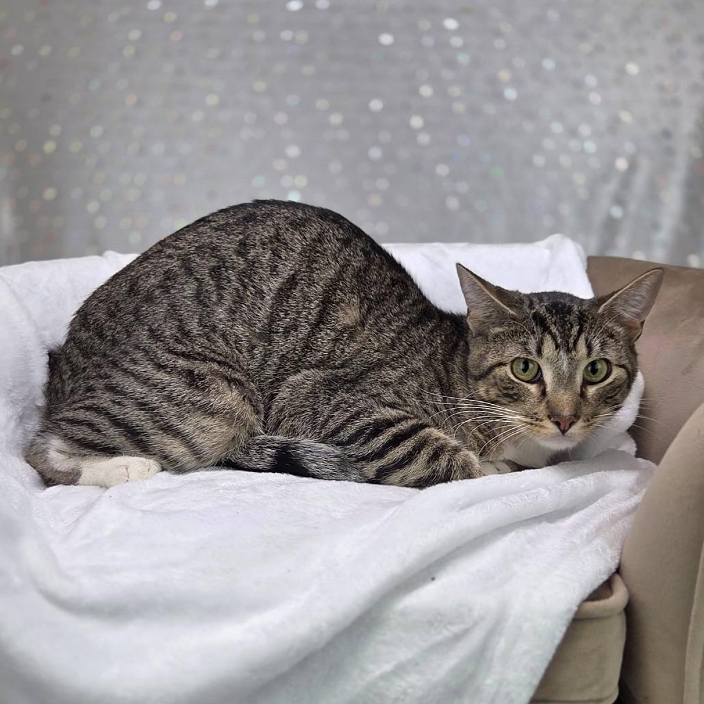 Empanada-C, a Adoptable Domestic Short Hair in East Saint Louis, IL image 4/5