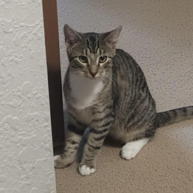 Enlarge Empanada-C, a Adoptable Domestic Short Hair in East Saint Louis, IL image 4/4