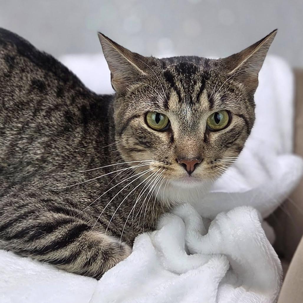 Empanada-C, a Adoptable Domestic Short Hair in East Saint Louis, IL image 5/5