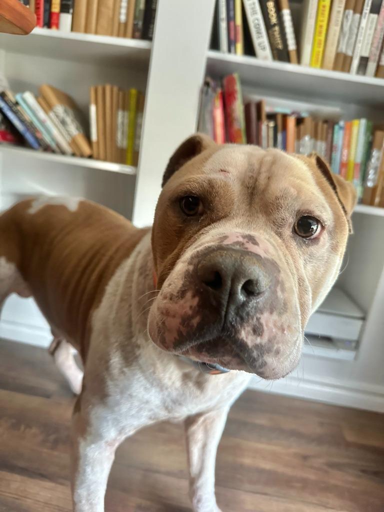 Rudy, Adoptable, Adult Male Pit Bull Terrier.