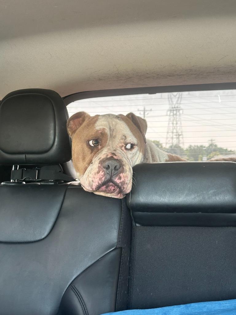 Rudy, a Adoptable mixed breed in Mustang, OK image 3/5