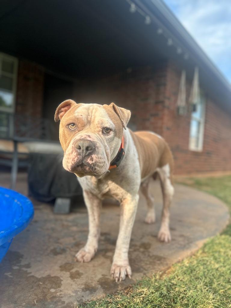 Rudy, a Adoptable mixed breed in Mustang, OK image 4/5