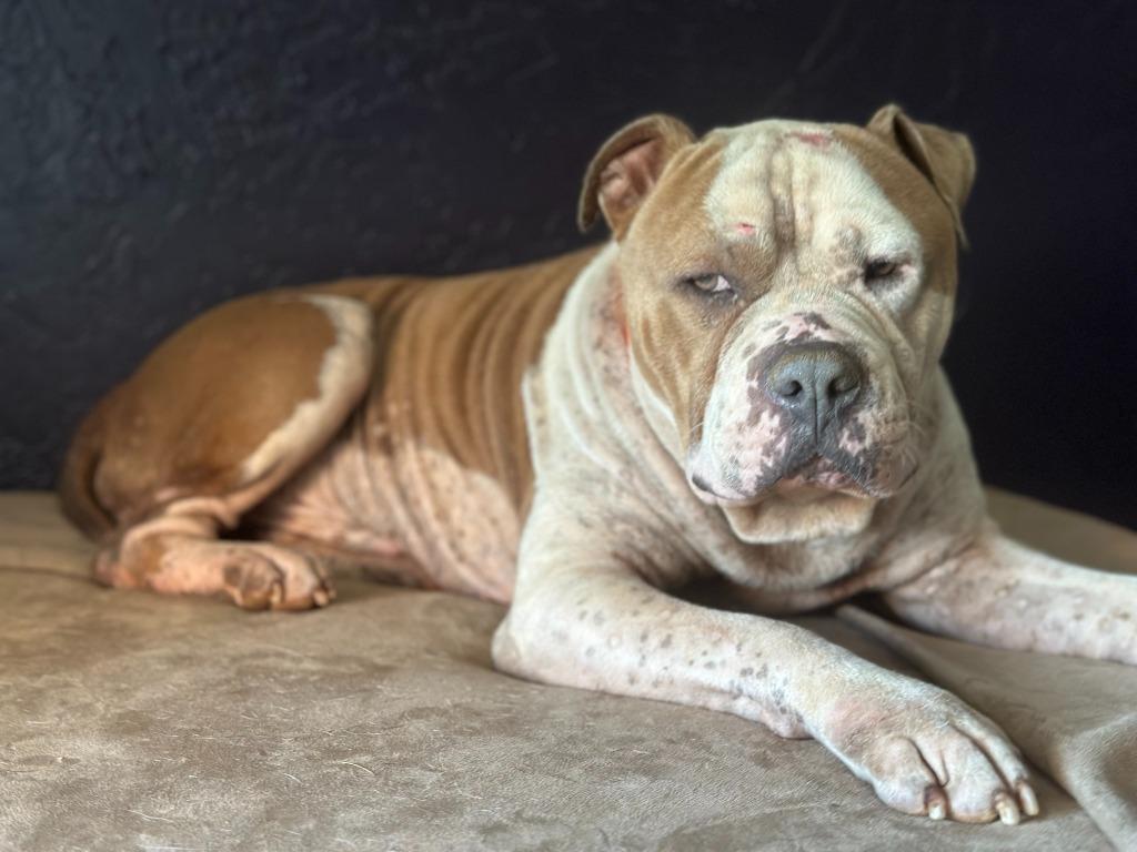 Enlarge Rudy, a Adoptable mixed breed in Mustang, OK image 4/5