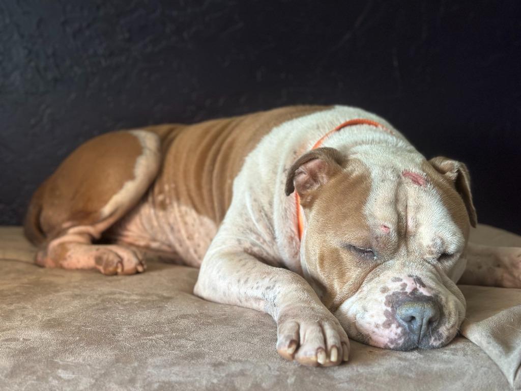 Enlarge Rudy, a Adoptable mixed breed in Mustang, OK image 5/5