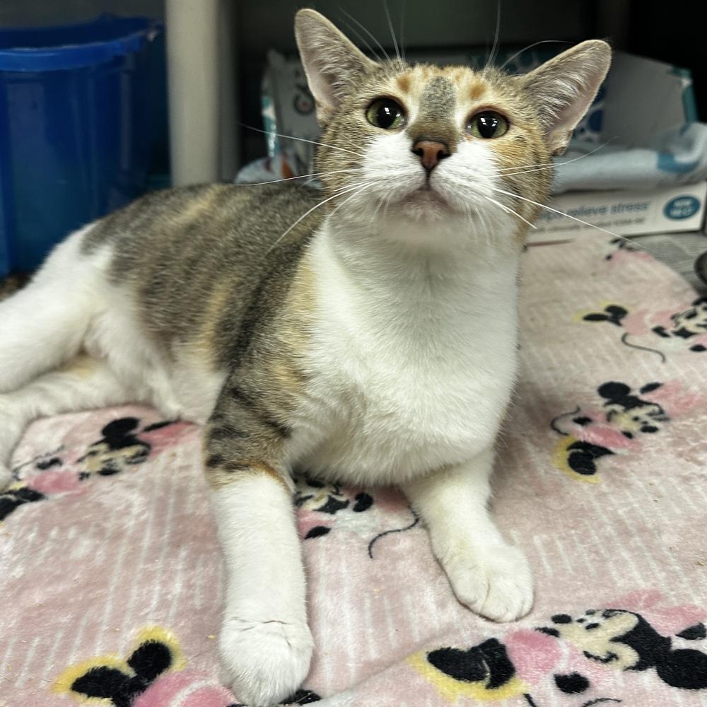 Sephora, a Adoptable mixed breed in Columbus, OH image 1/2