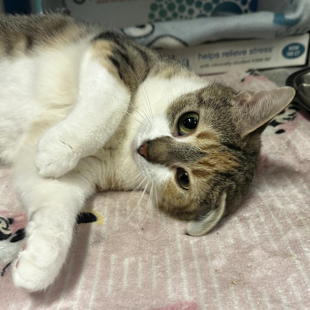 Sephora, a Adoptable mixed breed in Columbus, OH image 2/2