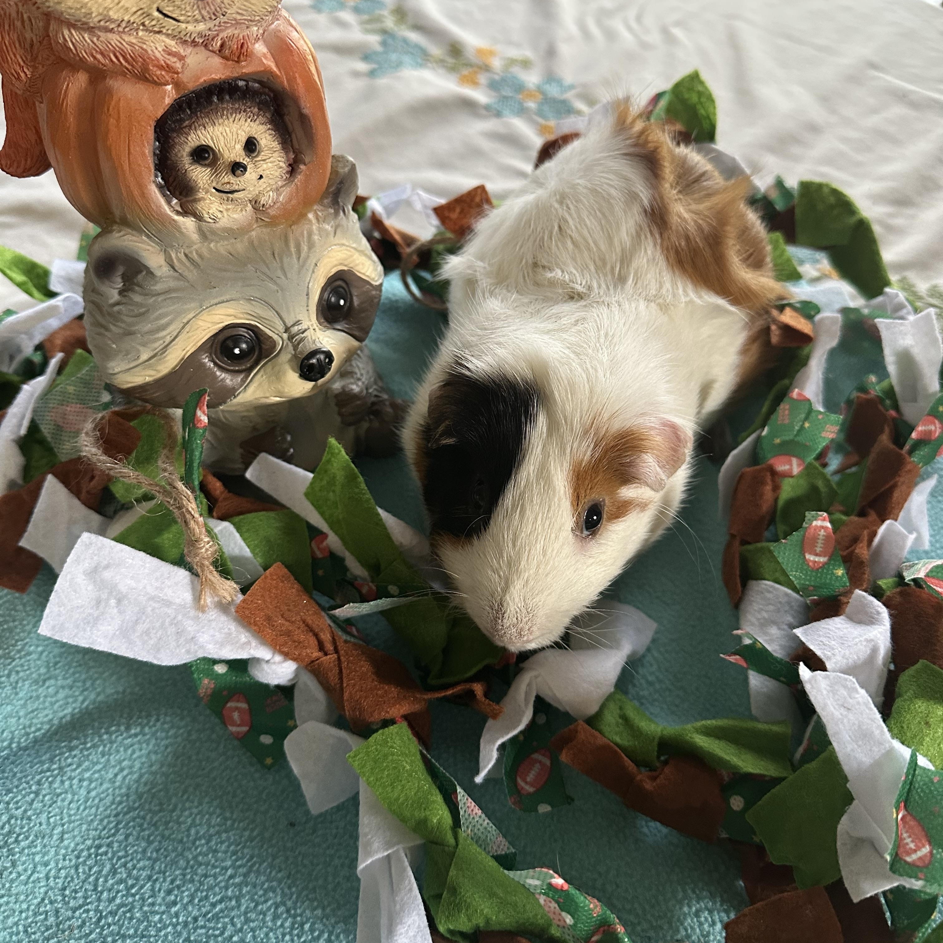 Enlarge Snow Bear, a Adoptable Guinea Pig in Austin, TX image 2/6