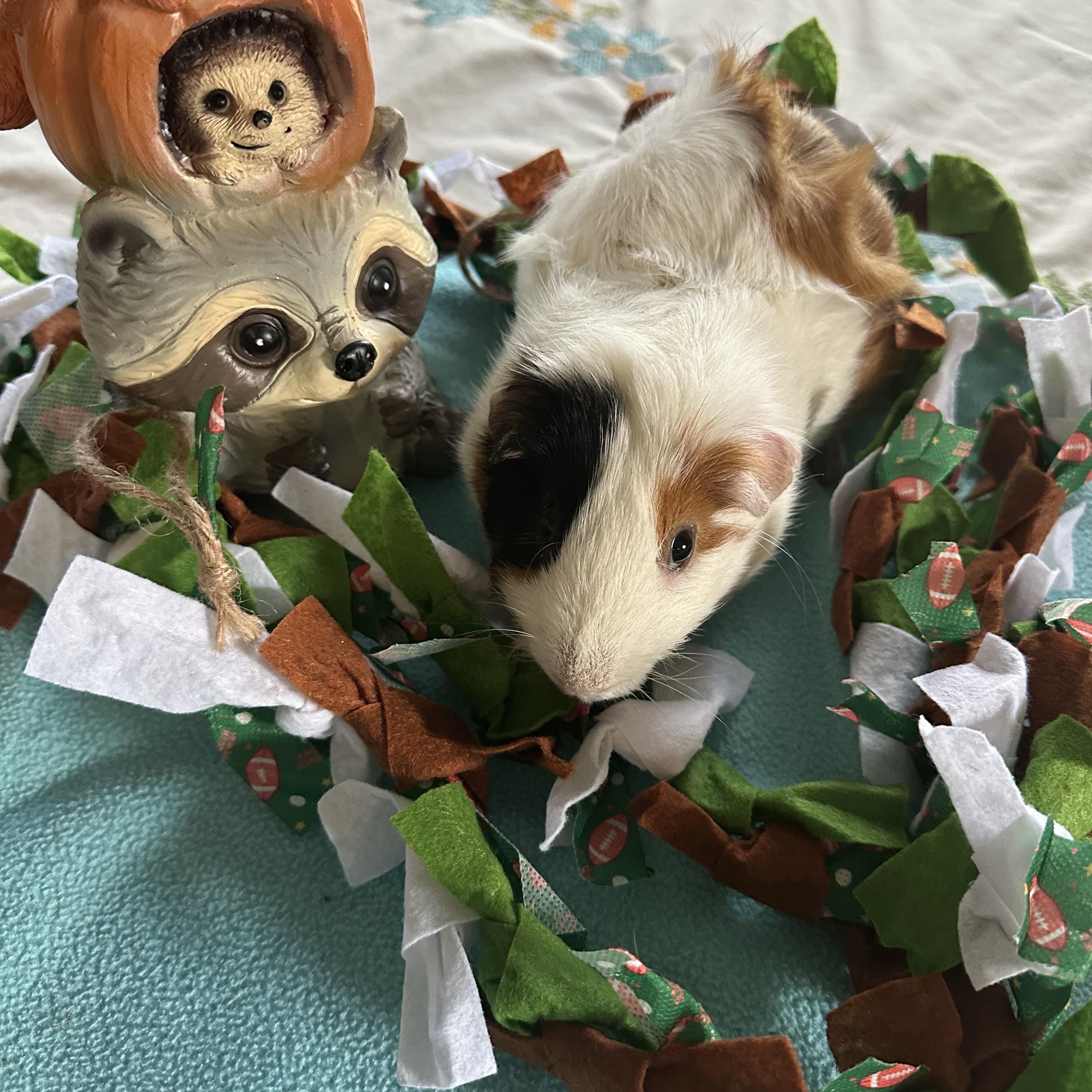 Snow Bear, Adoptable, Adult Male Guinea Pig.