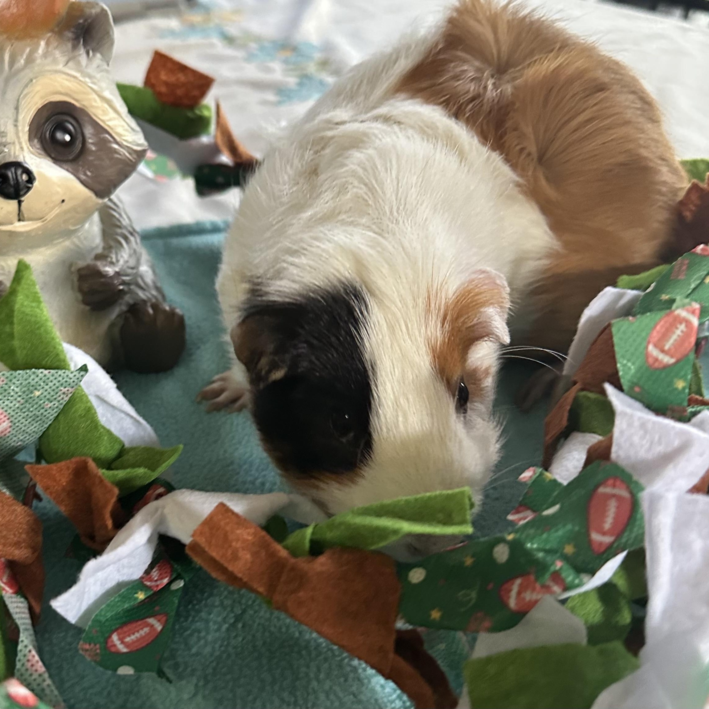 Enlarge Snow Bear, a Adoptable Guinea Pig in Austin, TX image 4/6