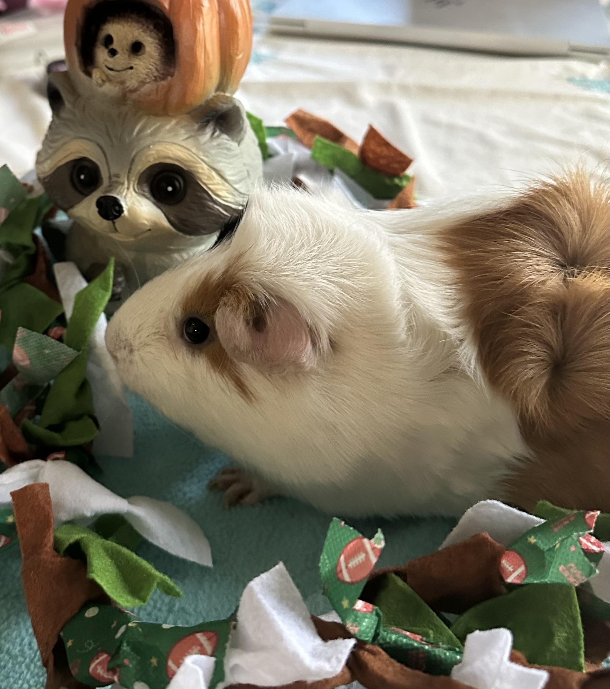 Enlarge Snow Bear, a Adoptable Guinea Pig in Austin, TX image 6/6