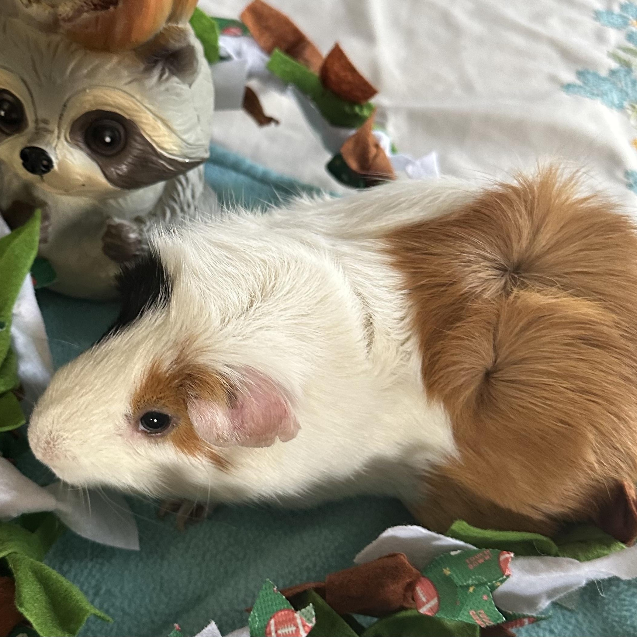 Enlarge Snow Bear, a Adoptable Guinea Pig in Austin, TX image 5/6