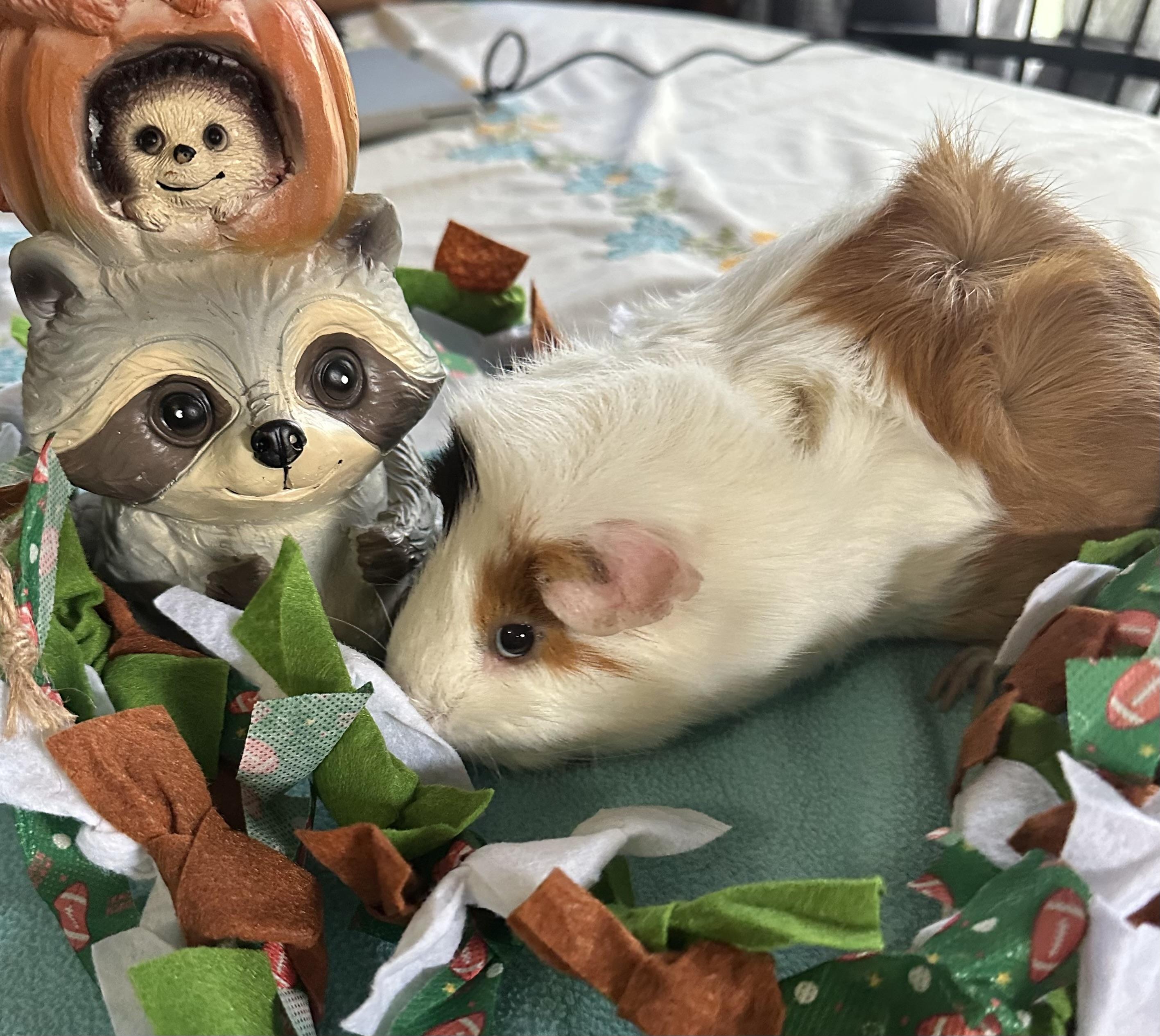Enlarge Snow Bear, a Adoptable Guinea Pig in Austin, TX image 3/6