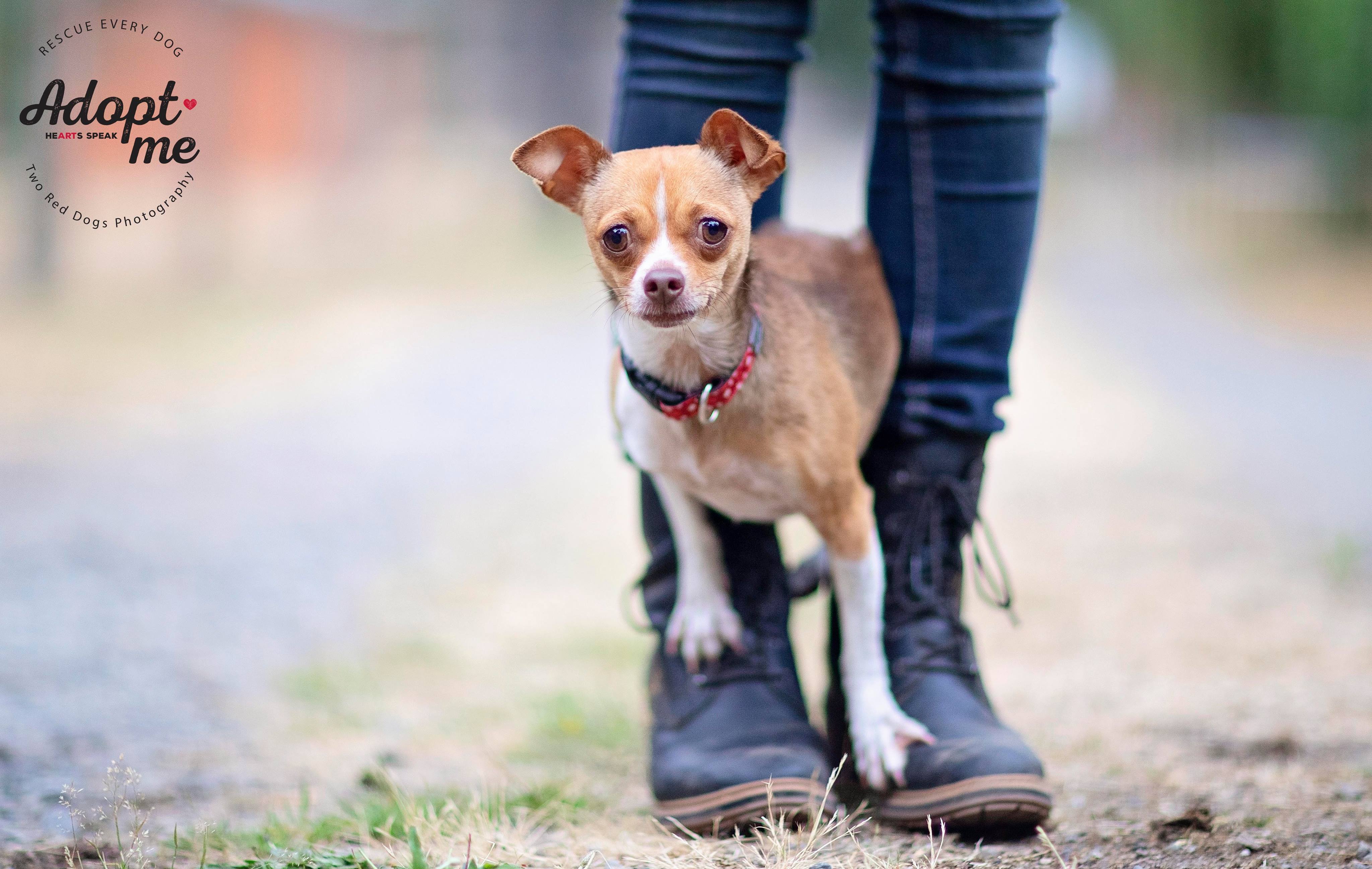 Penny, a Adoptable mixed breed in Seattle, WA image 1/4