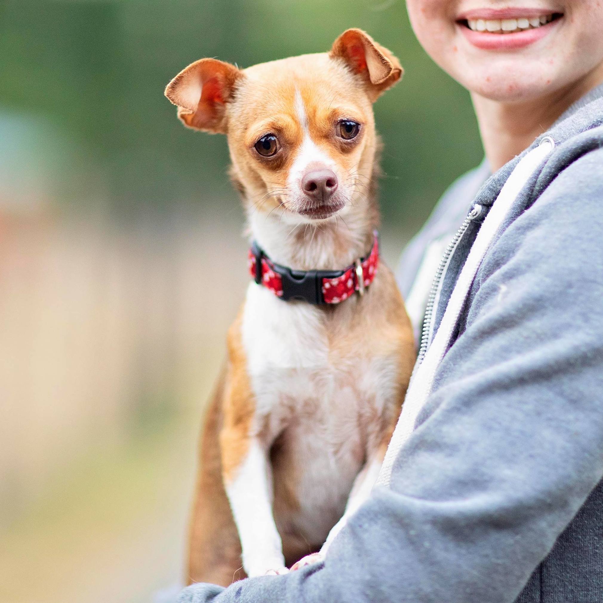 Penny, a Adoptable mixed breed in Seattle, WA image 2/4