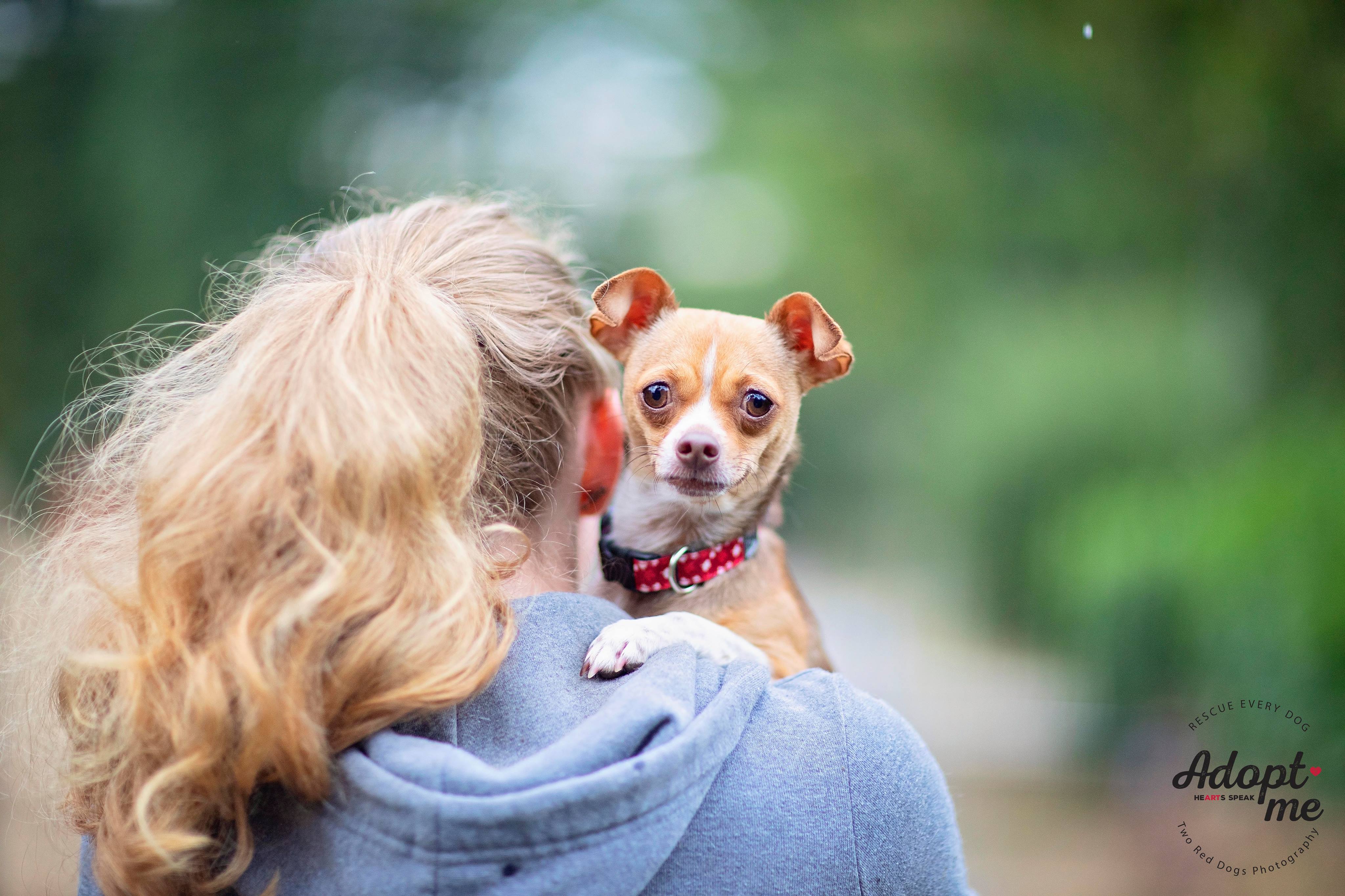 Penny, a Adoptable mixed breed in Seattle, WA image 4/4
