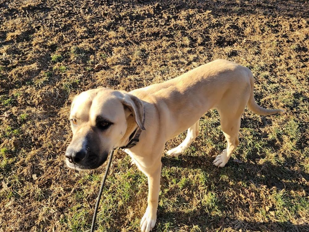 MARLA, ADOPTABLE, Young Female Mastiff.