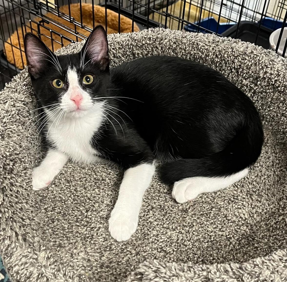 Obi — The Little thumbnail 2