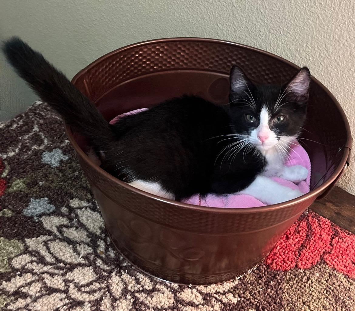 Obi — The Little thumbnail 5