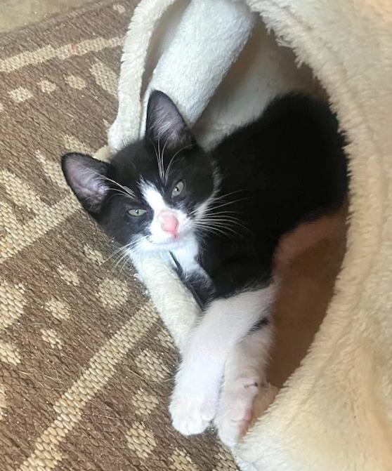 Obi — The Little thumbnail 4