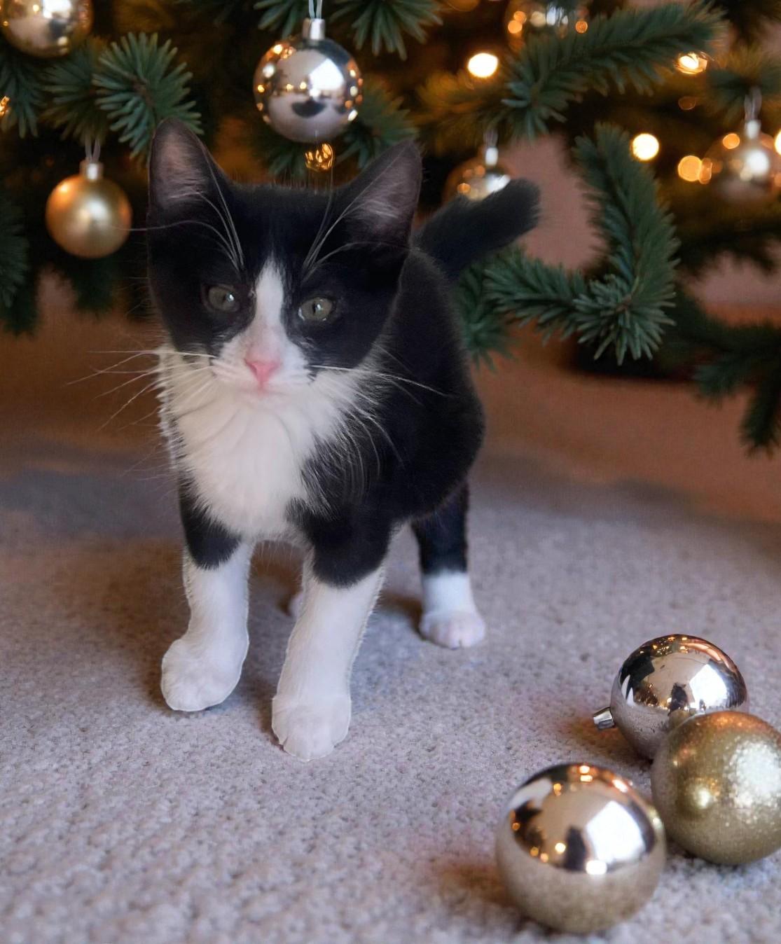 Obi — The Little thumbnail 3