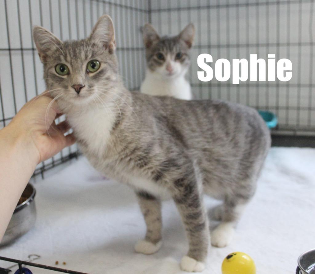 Sophie, Adoptable, Young Female Domestic Short Hair.