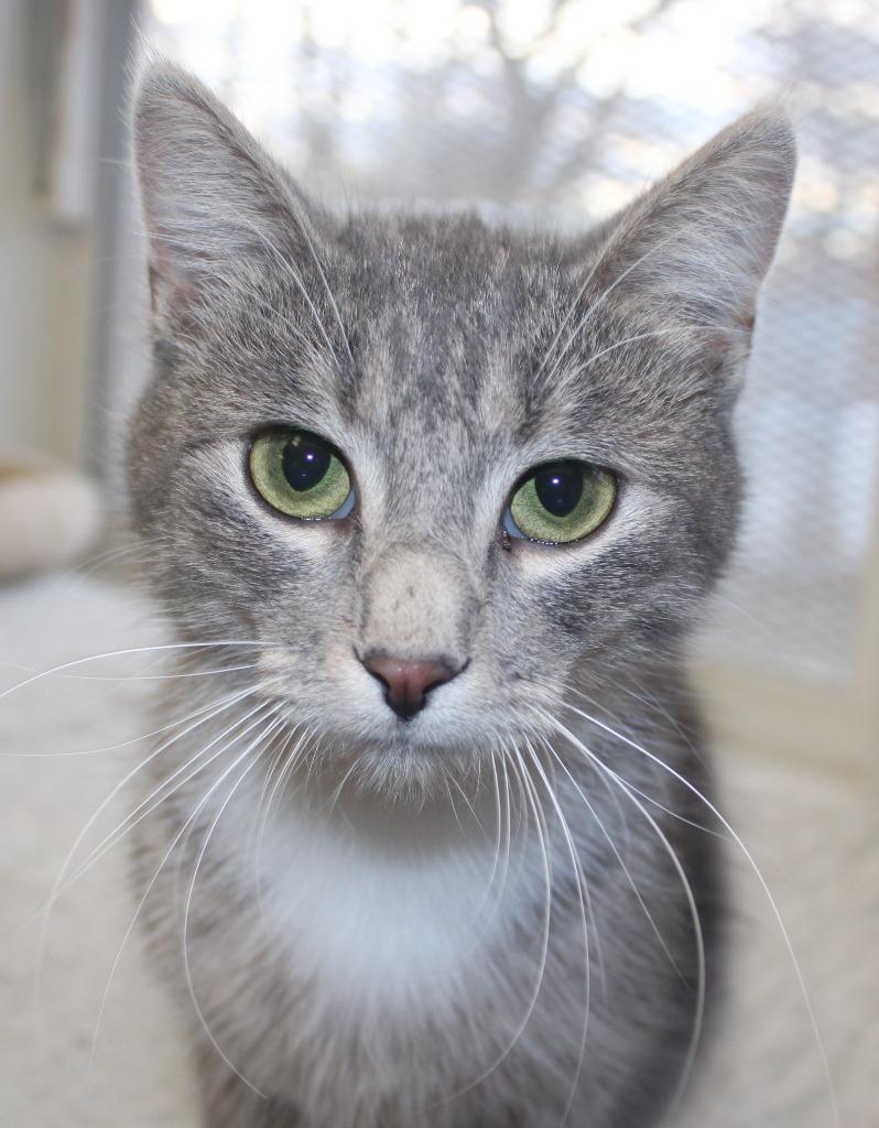 Sophie, a Adoptable mixed breed in Saint James, MN image 2/5