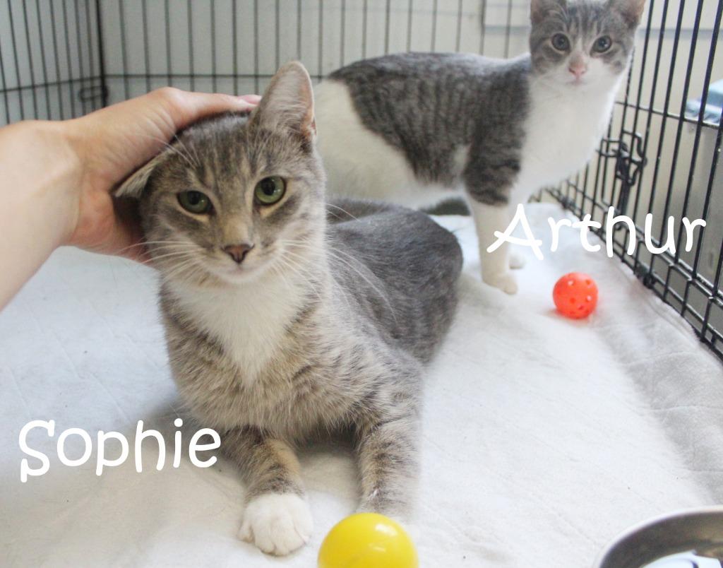 Sophie, a Adoptable mixed breed in Saint James, MN image 3/5