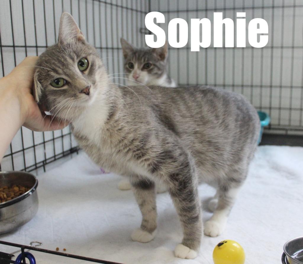 Sophie, a Adoptable mixed breed in Saint James, MN image 4/5