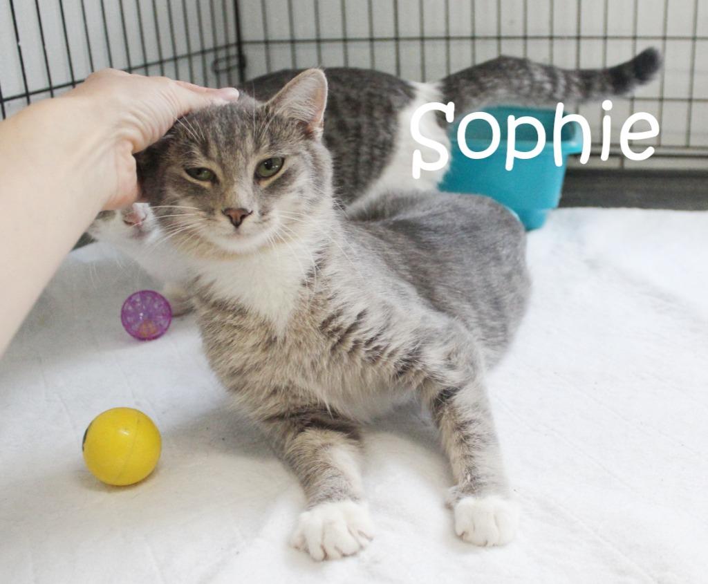 Sophie, a Adoptable mixed breed in Saint James, MN image 5/5
