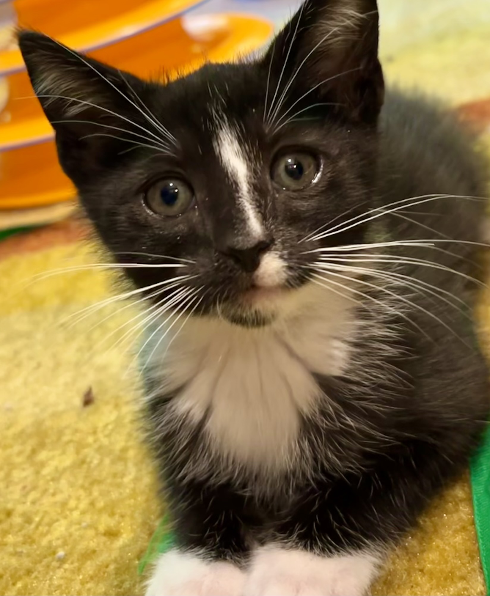 Enlarge Napoleon, a Adopted Domestic Medium Hair in Easton, MD image 1/4