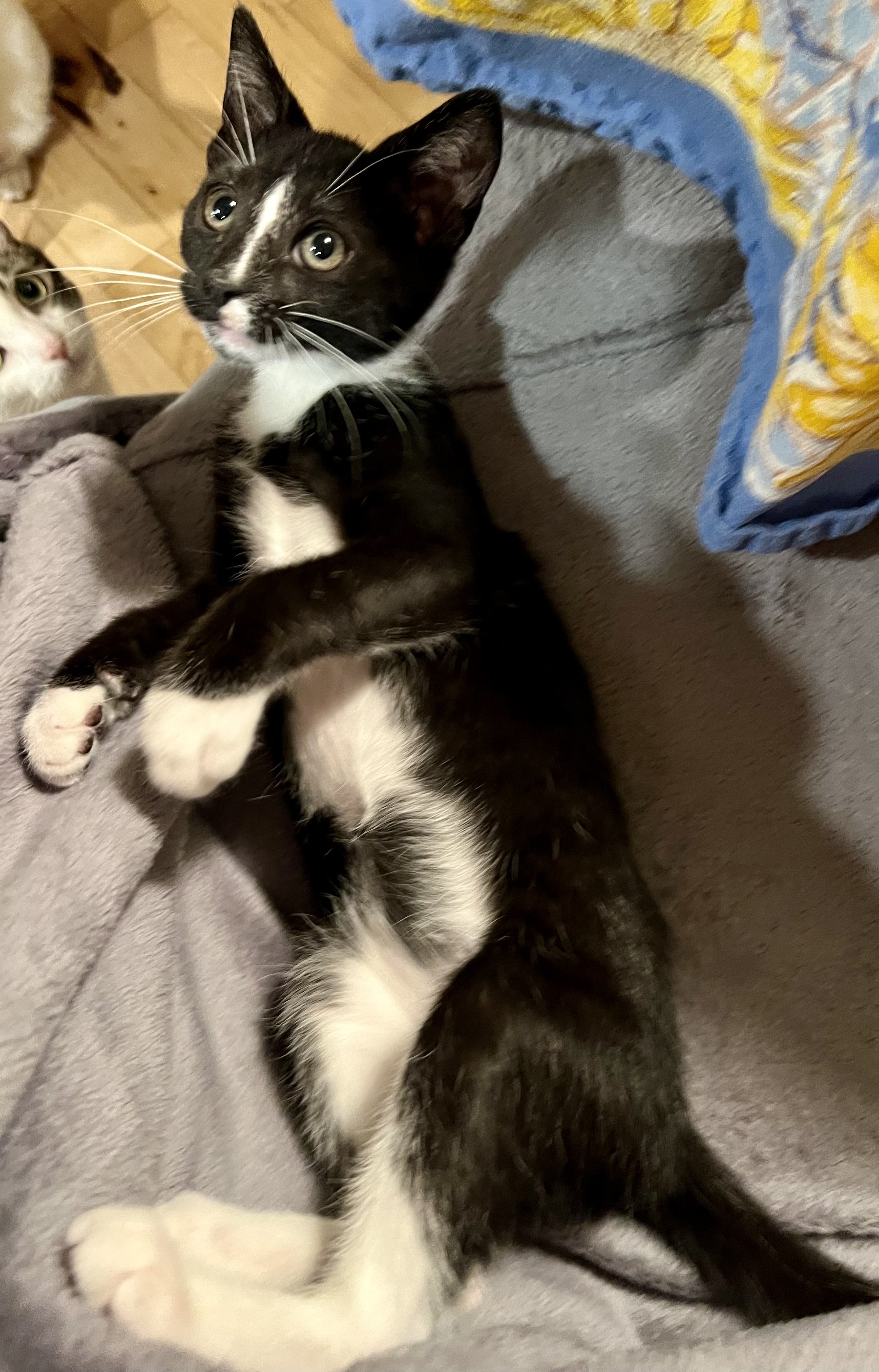 Enlarge Napoleon, a Adopted Domestic Medium Hair in Easton, MD image 3/4