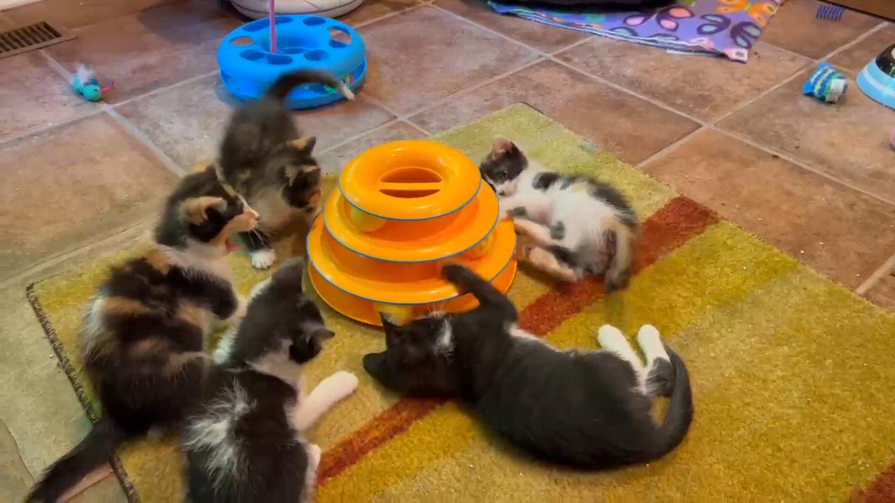 Enlarge Napoleon, a Adopted Domestic Medium Hair in Easton, MD video 4/4