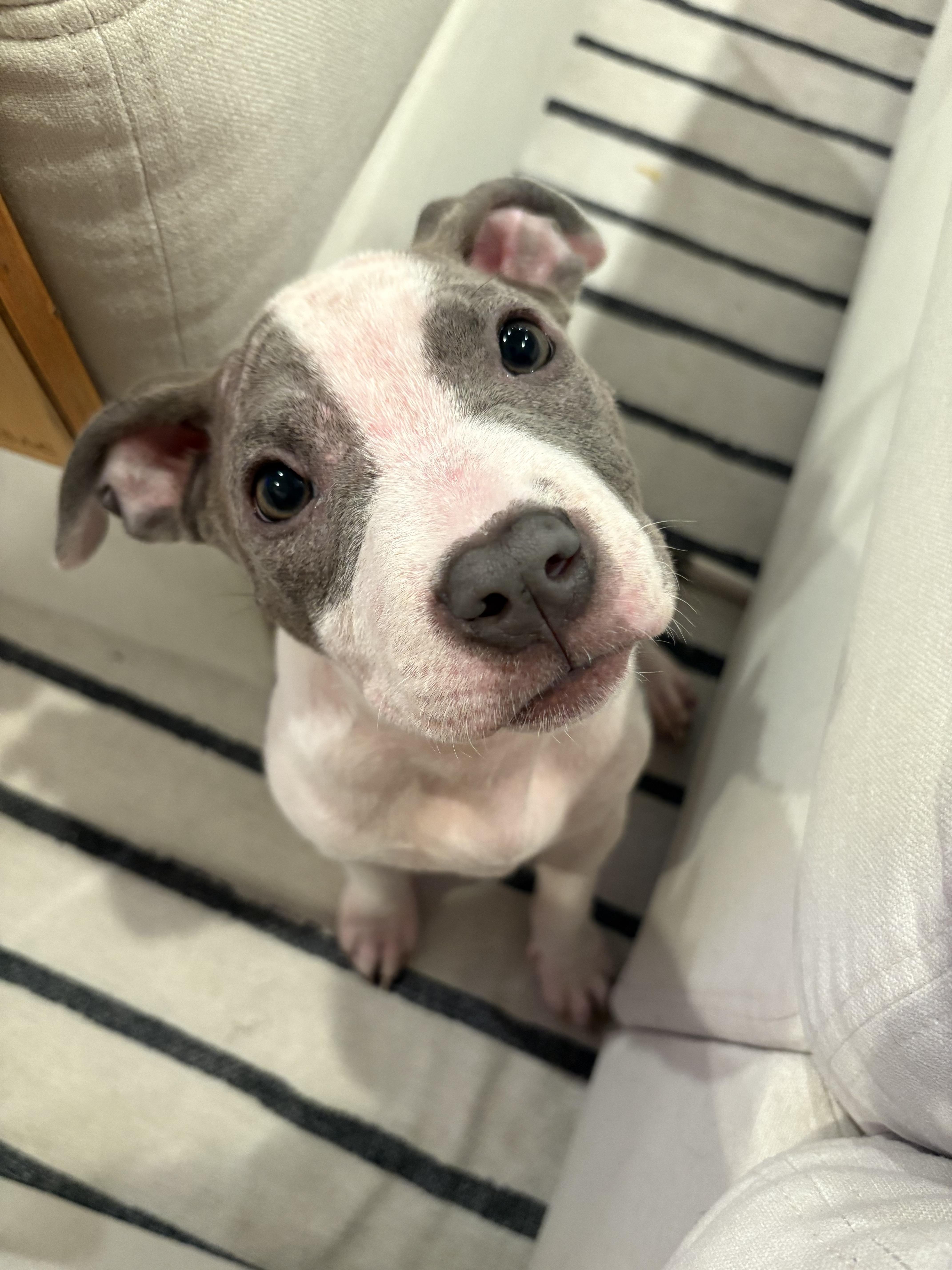 Tini, ADOPTABLE, Puppy Female Pit Bull Terrier.