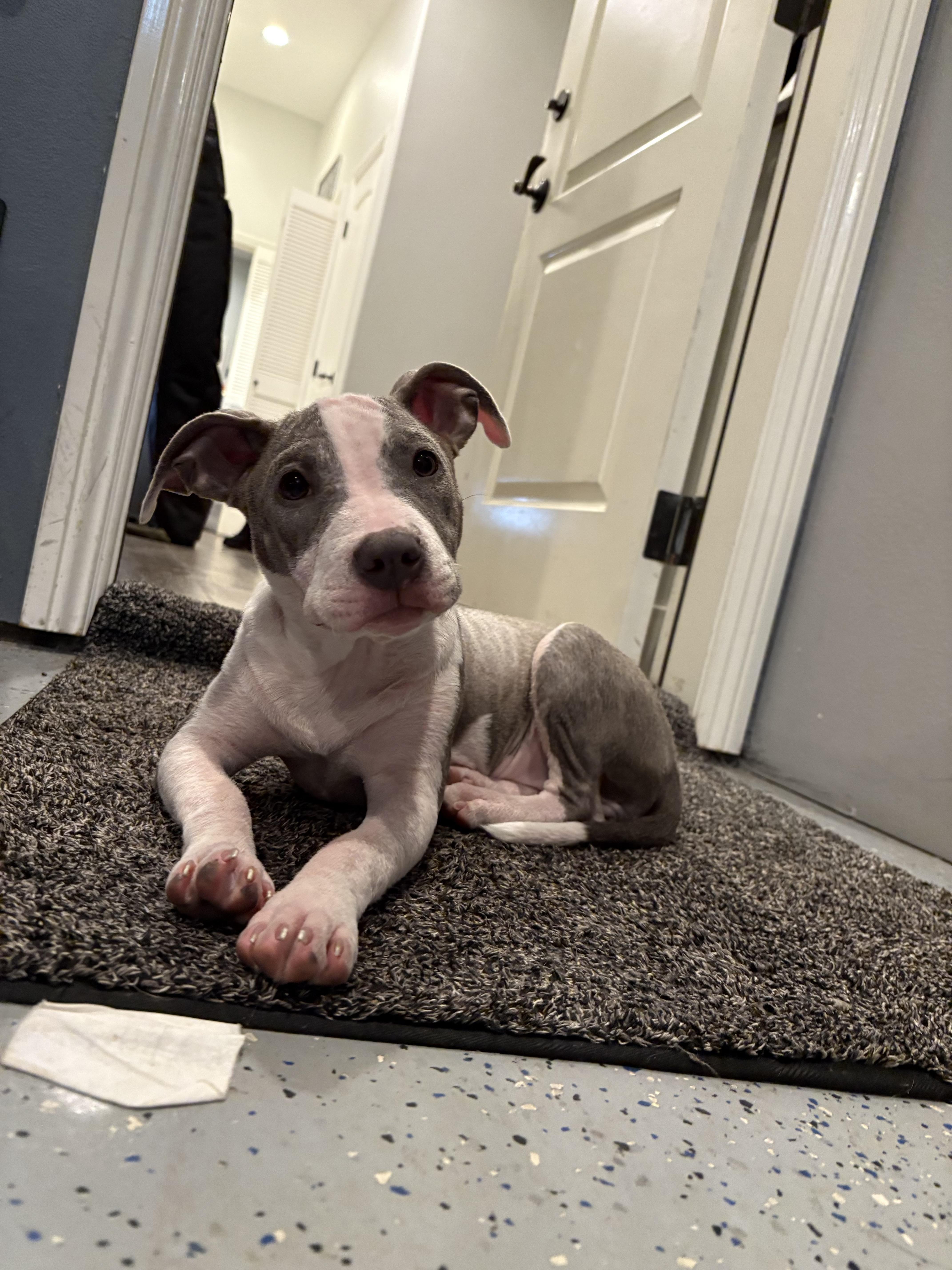 Enlarge Tini, a ADOPTABLE mixed breed in West Hollywood, CA image 6/6