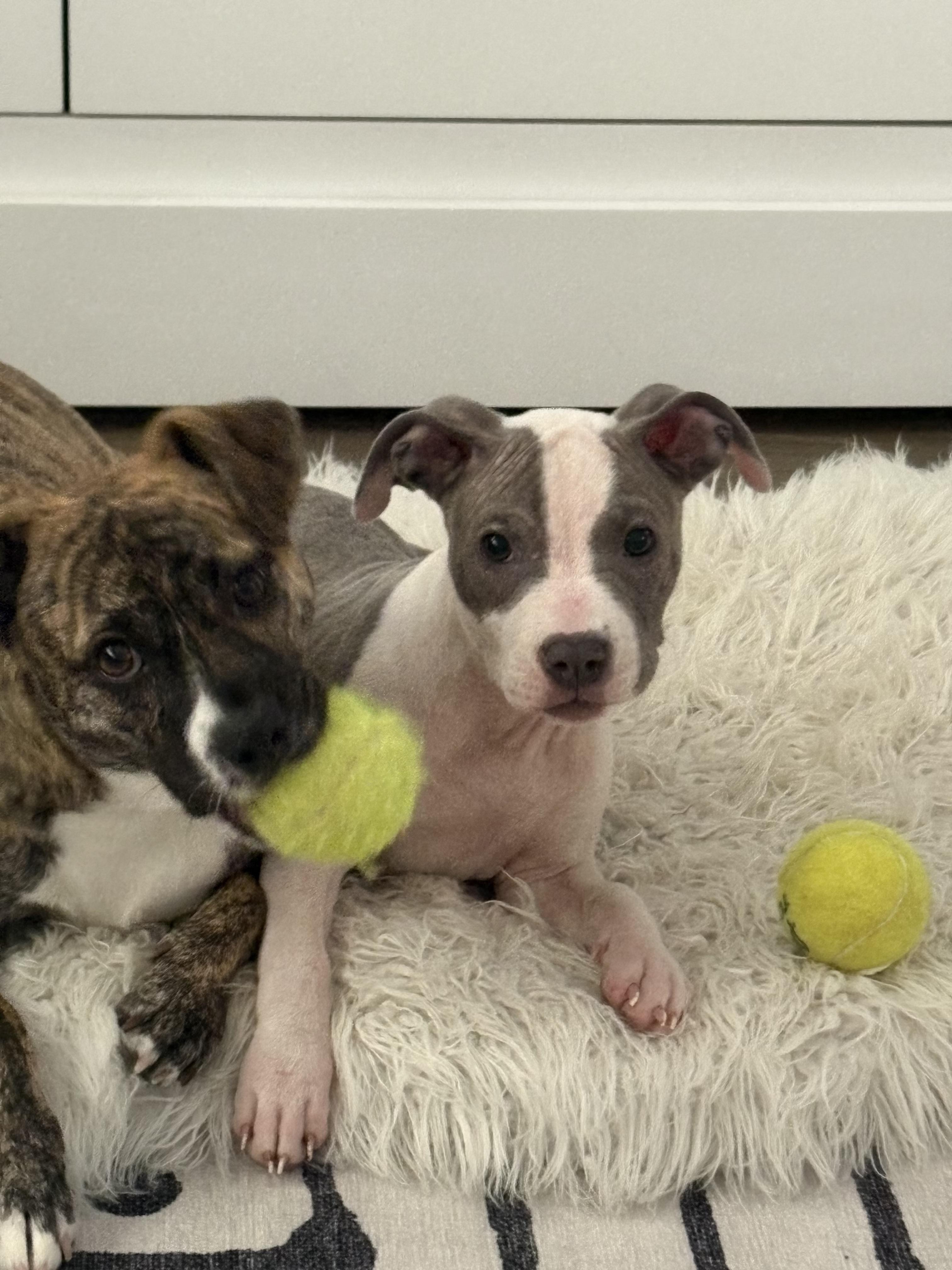 Enlarge Tini, a ADOPTABLE mixed breed in West Hollywood, CA image 3/6