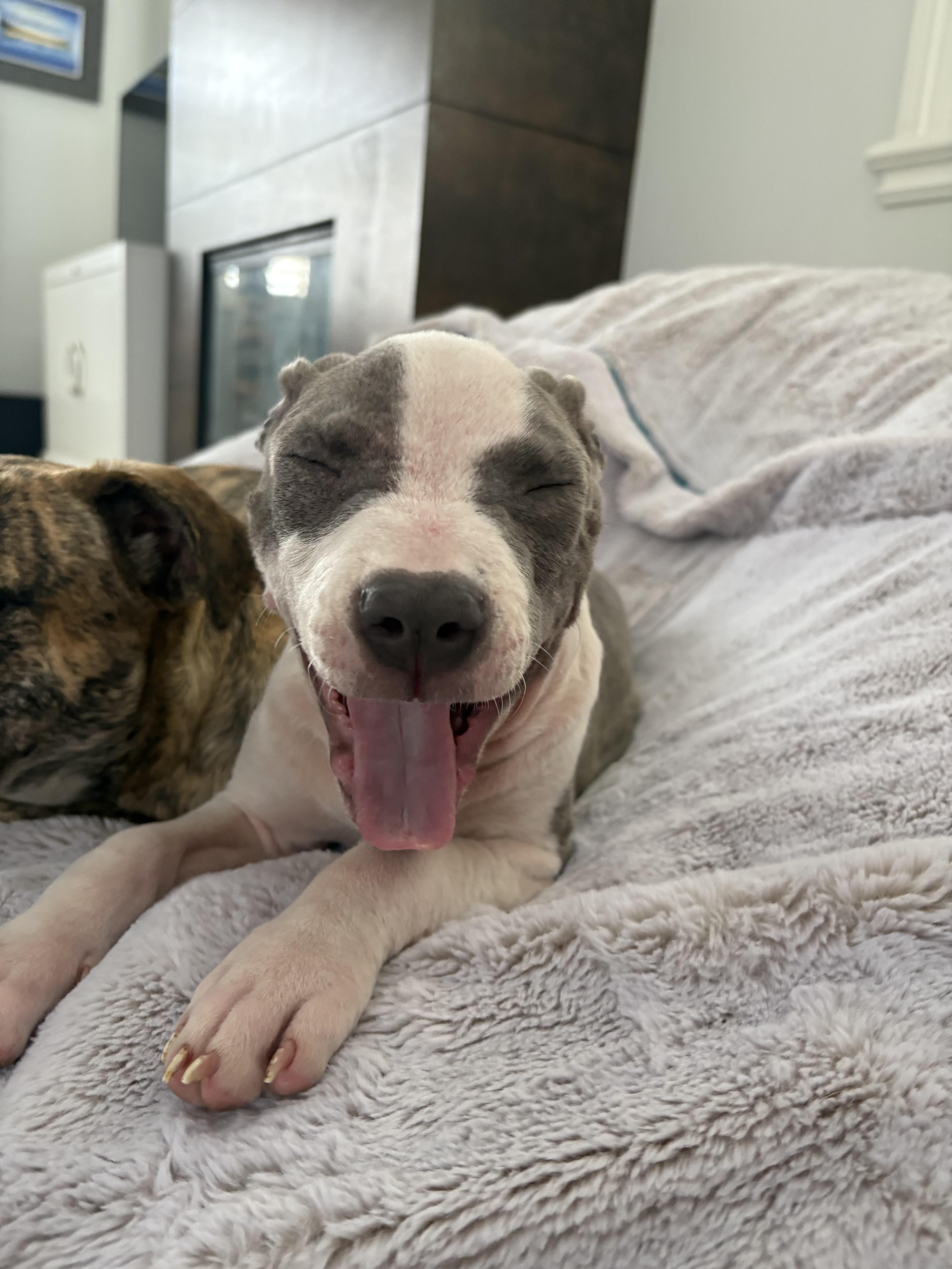 Enlarge Tini, a ADOPTABLE mixed breed in West Hollywood, CA image 1/6