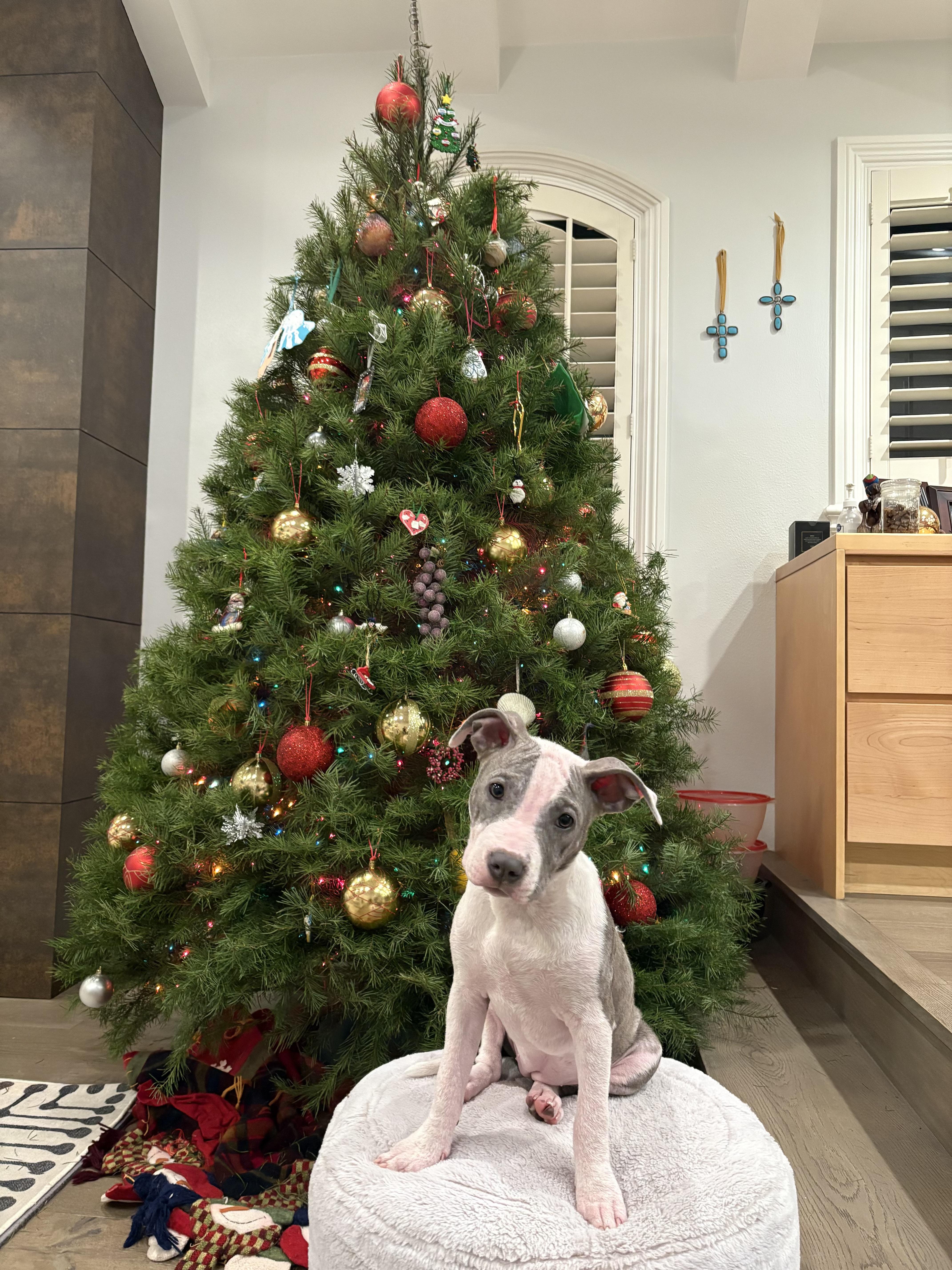 Enlarge Tini, a ADOPTABLE mixed breed in West Hollywood, CA image 2/6