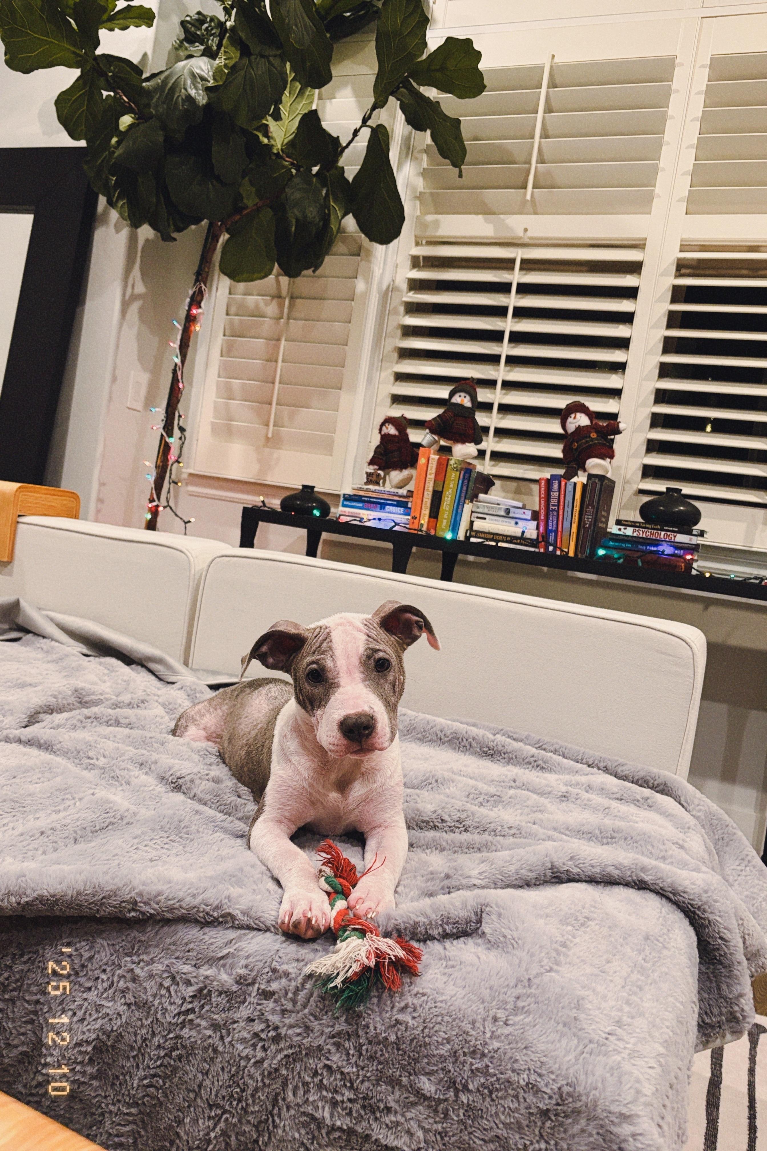 Enlarge Tini, a ADOPTABLE mixed breed in West Hollywood, CA image 4/6