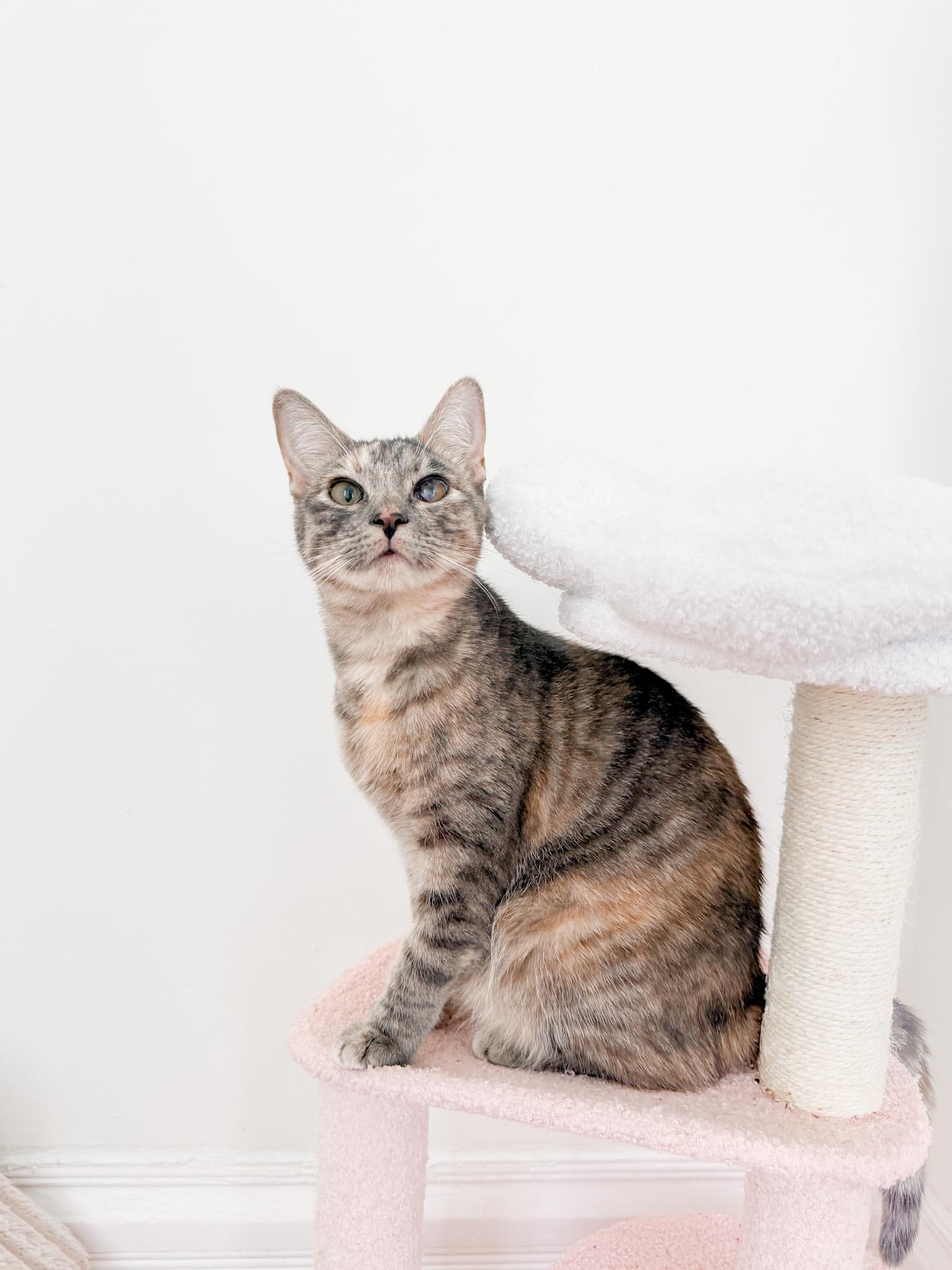 Candy, Adoptable, Young Female Domestic Short Hair.